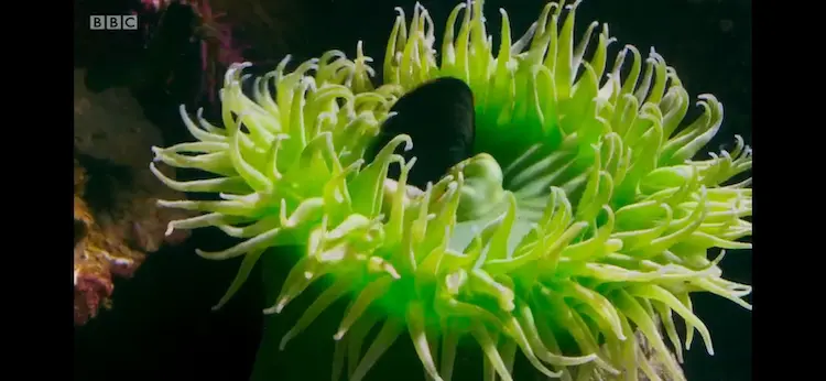 Giant green anemone (Anthopleura xanthogrammica) as shown in Blue Planet II - Coasts